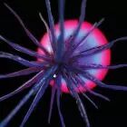 Agonis - Neutropia