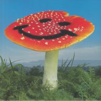  Nathan MELJA / Florist - Wonderland