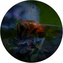 Phausis / JFrank - Arkada 3