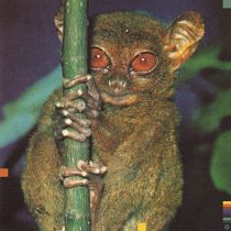 Thugwidow & Bruised Skies - Requiem For A Sesh 