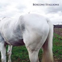 Various Artist - Bosconi Stallions